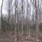 The completed stand treatment includes thinning all remaining trees pruned.