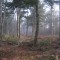 Another completed stand with a tolerant softwood component.  The small skidder is perfect for this type of work.