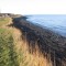 Pulpwood along the shoreline.