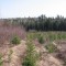 A 5 year old black spruce plantation. Hardwood competition is being removed using a spacing saw.