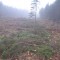 Unmerchantable trees left on the right-of-way during felling may have to be removed before stripping. These trees were removed due to their density.