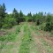 A section of a rebuild with bushes removed waiting for surfacing.