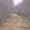 A moderate rebuild project with young yellow birch and a grassed road surface.