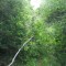 This road is covered with dense vegetation