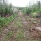 An old bulldozer road had been built by scraping down to the hard pan and was not ditched to control water.  In this photo, the bushes have already been removed in the early stages of the rebuild.