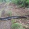 Heaved steel culverts with rotted bottoms are a common sight on rebuild roads. After the culvert fails, water can back up behind the culvert, keeping the road wet and soft.